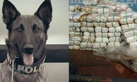 Σκύλος του λιμενικού βγήκε βόλτα στα Χανιά και εντόπισε 70 εκατ. ευρώ ναρκωτικά