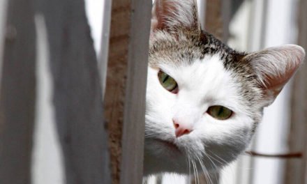 Οι γάτες αναγνωρίζουν τη φωνή του ιδιοκτήτη τους αλλά δεν τις νοιάζει