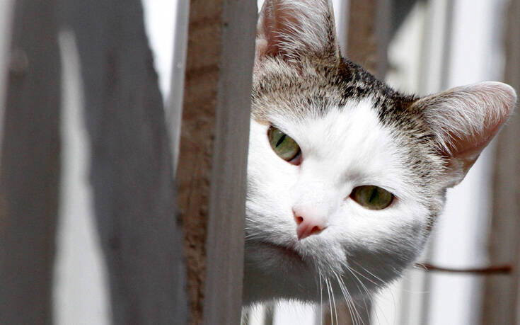 Οι γάτες αναγνωρίζουν τη φωνή του ιδιοκτήτη τους αλλά δεν τις νοιάζει