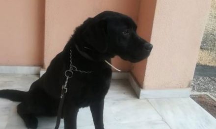 O αστυνομικός σκύλος Ατλας "έβγαλε" λαυράκι