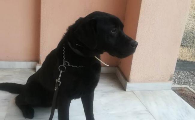 O αστυνομικός σκύλος Ατλας "έβγαλε" λαυράκι