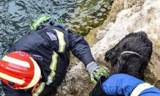 Κρήτη: Πυρεσβέστες διέσωσαν σκύλο απο ποτάμι
