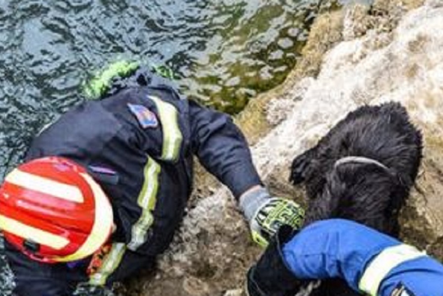 Κρήτη: Πυρεσβέστες διέσωσαν σκύλο απο ποτάμι