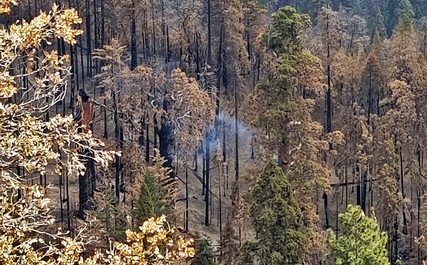 Γιγάντιο δέντρο σεκόγια καίγεται από το καλοκαίρι του 2020 στην Καλιφόρνια
