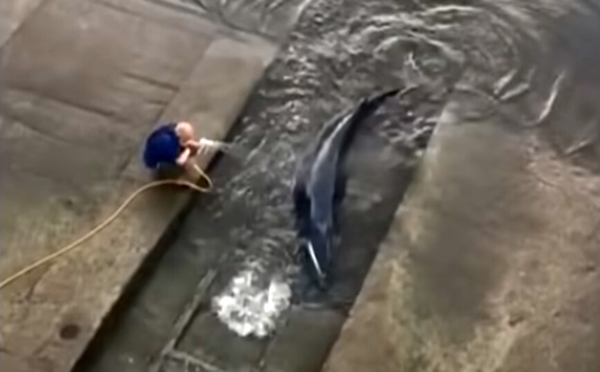 Αναστάτωση στο Λονδίνο για μια φάλαινα που… χάθηκε στον Τάμεση