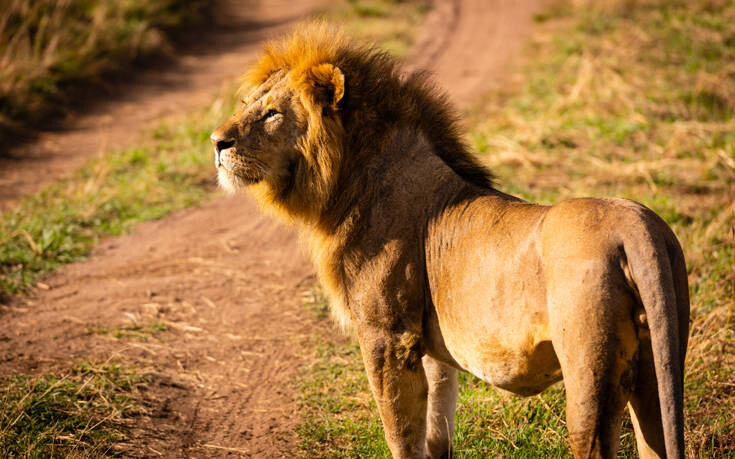Η Νότια Αφρική θα απαγορεύσει την εκτροφή λιονταριών σε αιχμαλωσία