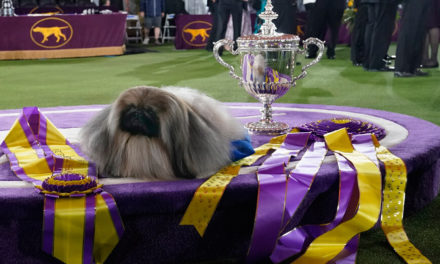 Ένα χνουδωτό πεκινουά νικητής στο δημοφιλέστερο σόου σκύλων στις ΗΠΑ – Εικόνες από τον διαγωνισμό