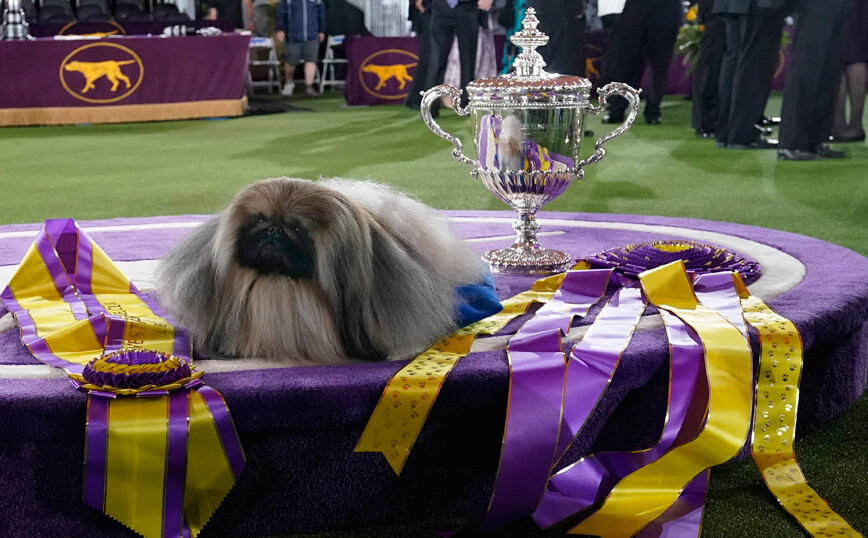 Ένα χνουδωτό πεκινουά νικητής στο δημοφιλέστερο σόου σκύλων στις ΗΠΑ – Εικόνες από τον διαγωνισμό