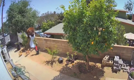 Γυναίκα παλεύει με αρκούδα που προσπαθεί να αρπάξει τα σκυλιά της – Δείτε το βίντεο