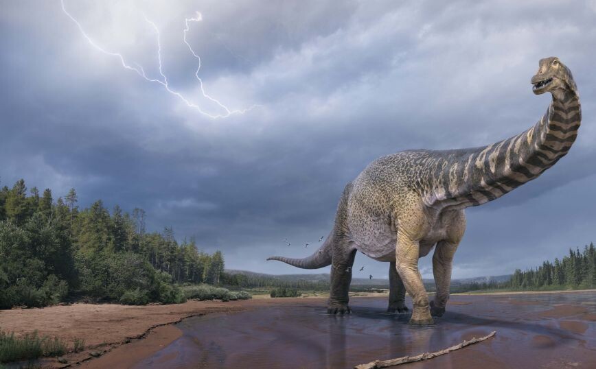 Δεινόσαυρος που ανακαλύφθηκε στην Αυστραλία είχε μήκος όσο ένα γήπεδο μπάσκετ