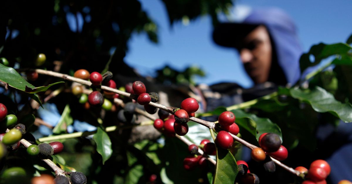 «Πικρός» καφές – Εκτίναξη των τιμών στο υψηλότερο επίπεδο της τελευταίας επταετίας